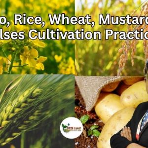 Potato, Rice, Wheat, Mustard, and Pulses Cultivation Practices