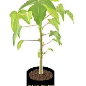 Redlady Papiya