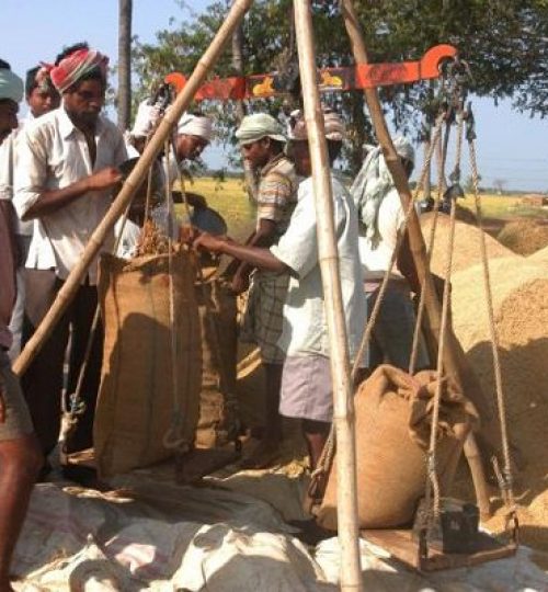 paddy-procurement-2